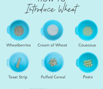 How to Introduce Wheat to Baby - Bumkins